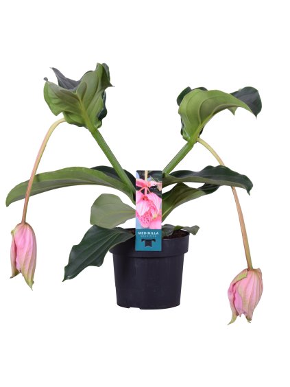 Medinilla magnifica V55cm