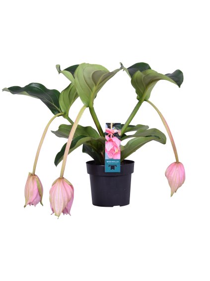 Medinilla magnifica V55cm