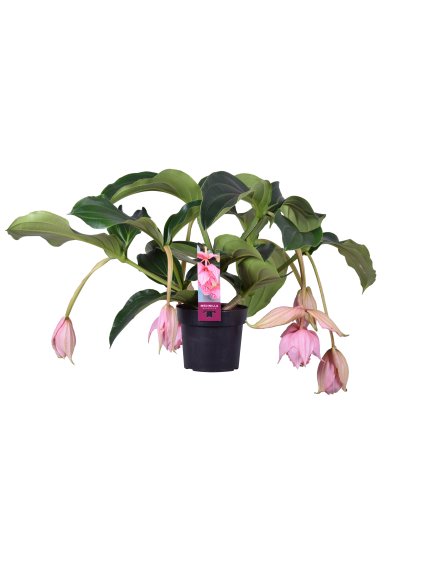 Medinilla magnifica V55cm