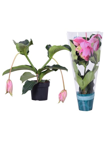 Medinilla magnifica V55cm