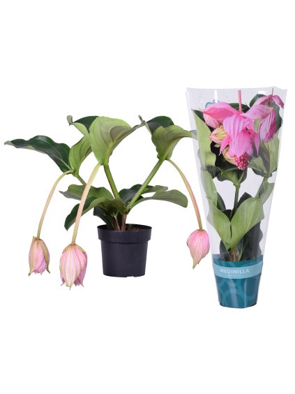 Medinilla magnifica V55cm