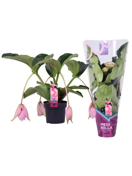 Medinilla magnifica V55cm