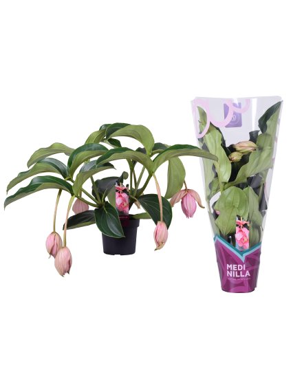 Medinilla magnifica V55cm