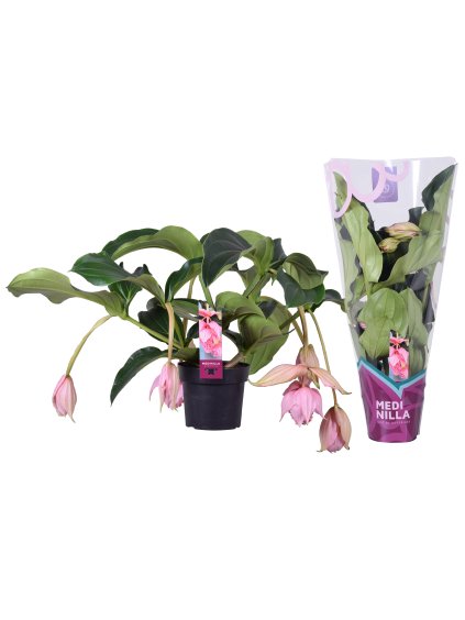 Medinilla magnifica V55cm