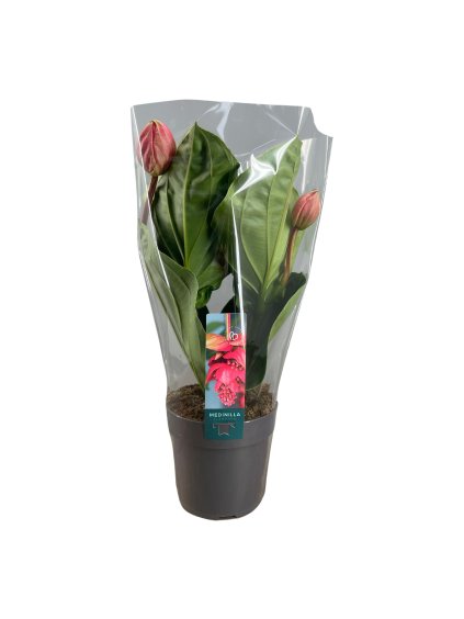 Medinilla magnifica 'Flamenco' V40cm