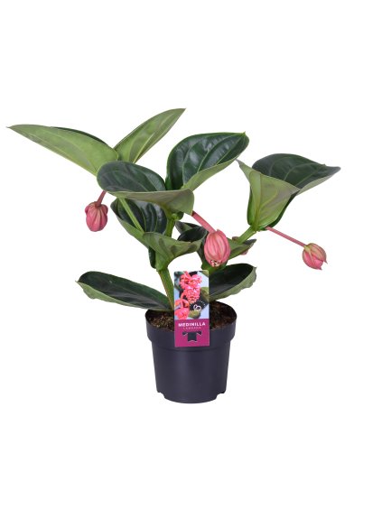 Medinilla magnifica 'Lambada' V40cm