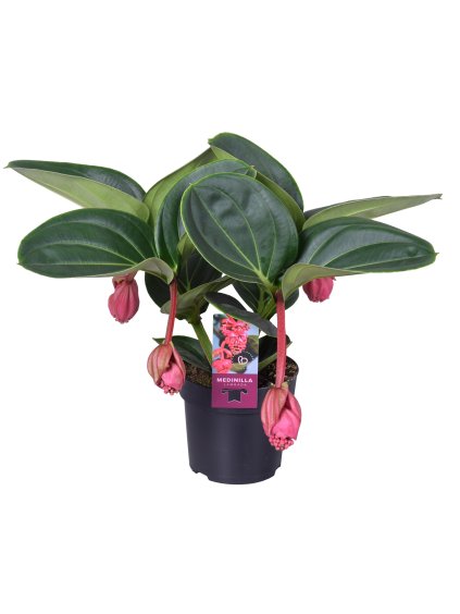 Medinilla magnifica 'Lambada' V40cm