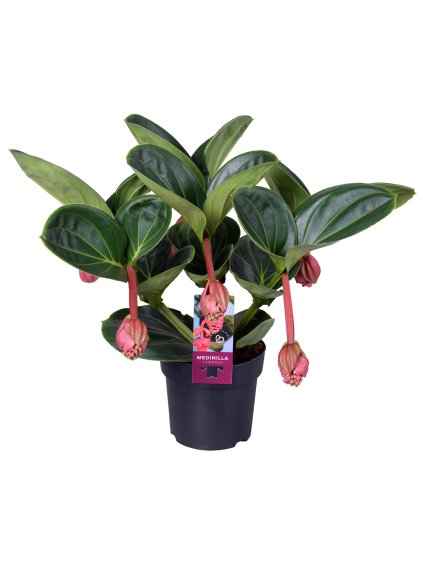 Medinilla magnifica 'Lambada' V40cm