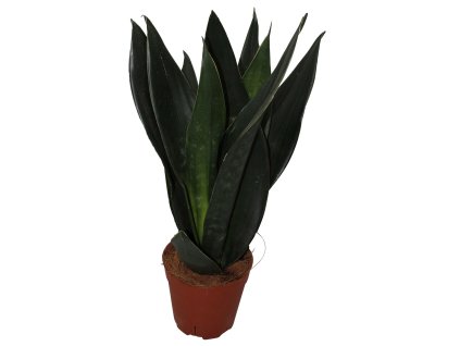 Sansevieria Black Diamond V45cm