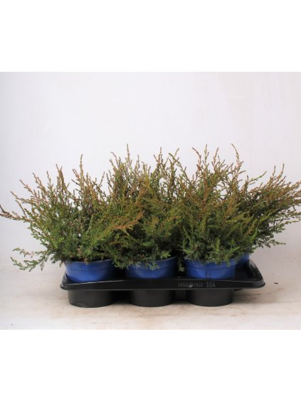 Juniperus communis 'Repanda' V35cm