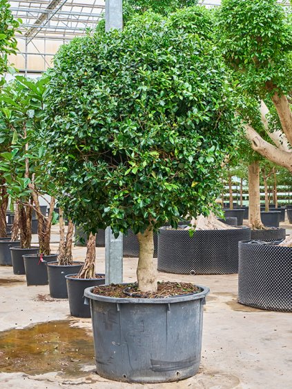 Ficus microcarpa 'Nitida' (300-350) V325cm