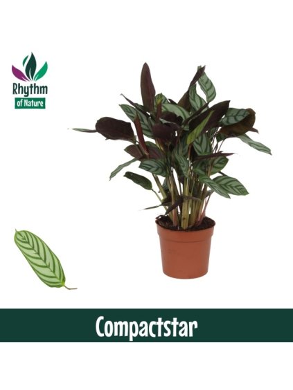 Ctenanthe setosa 'Compactstar' V40cm