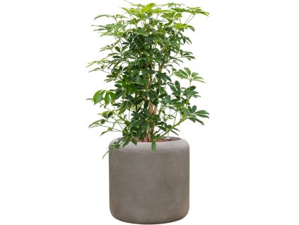 Schefflera arboricola 'Compacta' in Baq Nucast R22cm V102cm