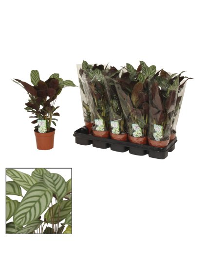 Ctenanthe setosa 'Compactstar' V40cm