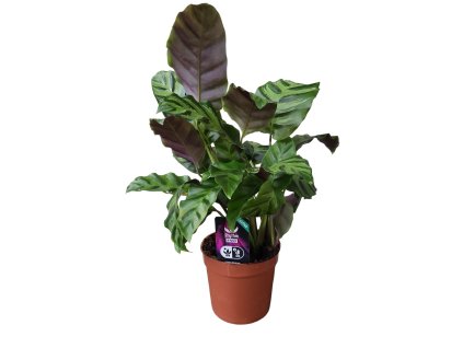 Calathea lietzei 'Greenstar' R12cm V40cm