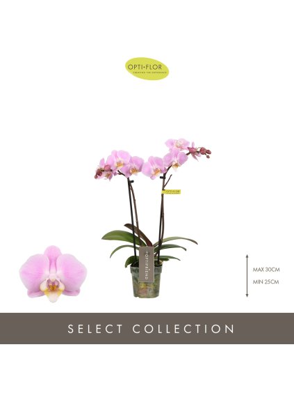 Phalaenopsis Multiflora 'Fenna' V25cm