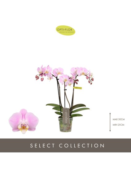 Phalaenopsis Multiflora 'Fenna' V25cm