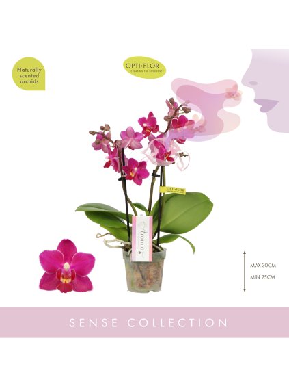 Phalaenopsis Multiflora 'Aromio Fruity' V25cm