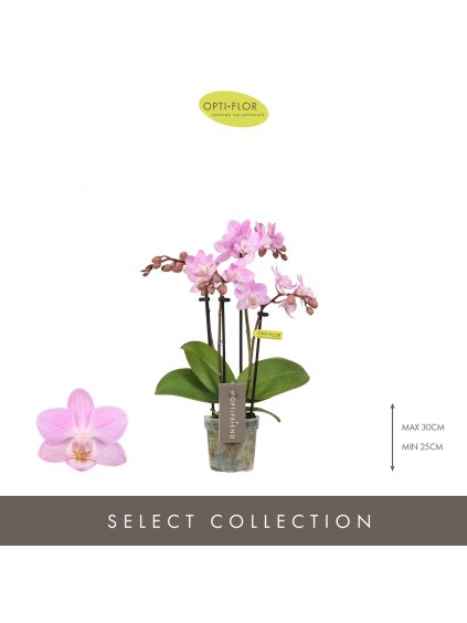 Phalaenopsis Multiflora 'Lieke' V25cm