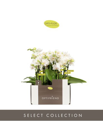 Phalaenopsis Multiflora 'Noor' V25cm