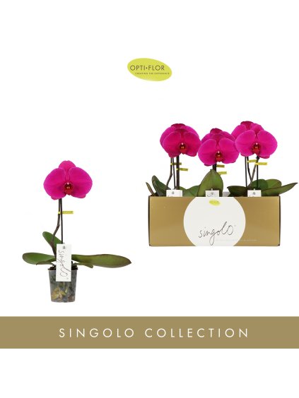 Phalaenopsis 'Singolo Shima' V40cm