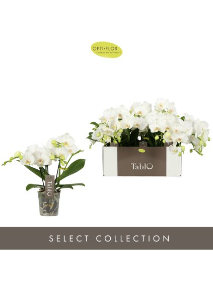 Phalaenopsis 'Tablo Champagne' V40cm