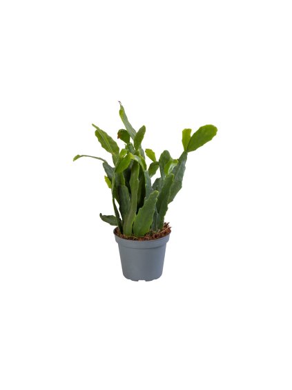 Rhipsalis Crispata V10cm