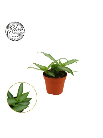 Murdannia loriformis 'Bright Star' V10cm