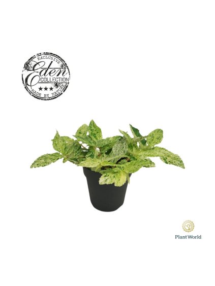 Pellionia repens 'Variegata' V20cm