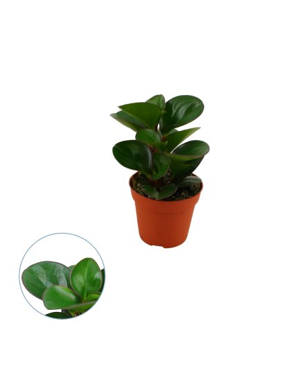 Peperomia obtusifolia 'Burning Bush' V20cm