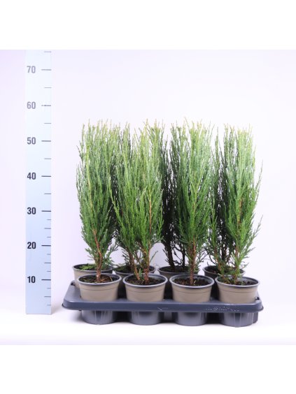 Juniperus scopulorum 'Blue Arrow' V50cm