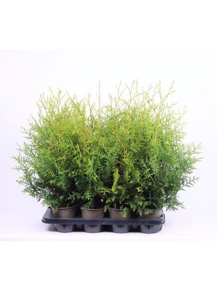 Thuja occidentalis 'Brabant' V50cm