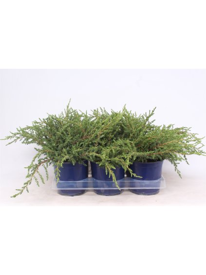 Juniperus communis 'Repanda' V20cm