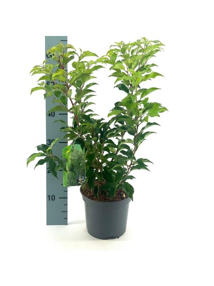 Prunus lusitanica V50cm