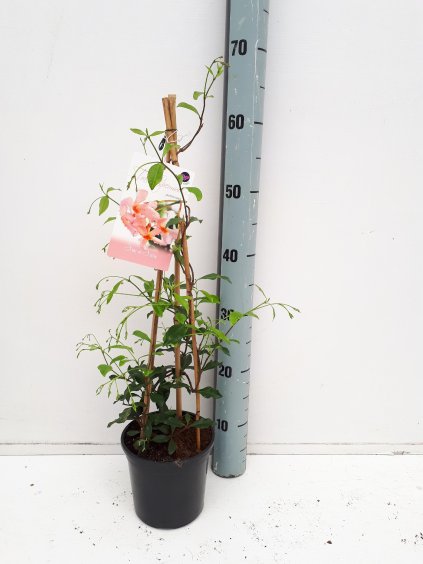 Trachelospermum jasminoides V60cm