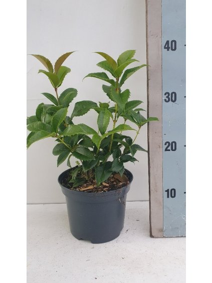 Osmanthus heterophyllus V40cm