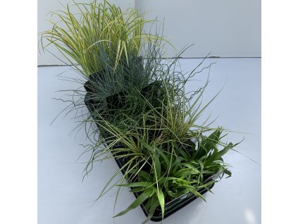 Siergras mix in tray V25cm