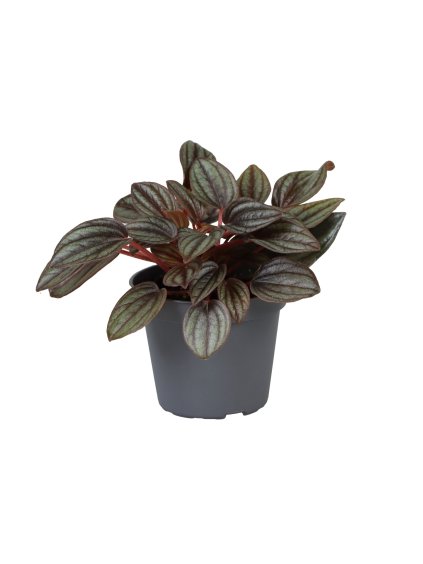 Peperomia caperata 'Lima' V12cm