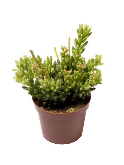 Rhipsalis overig V12cm