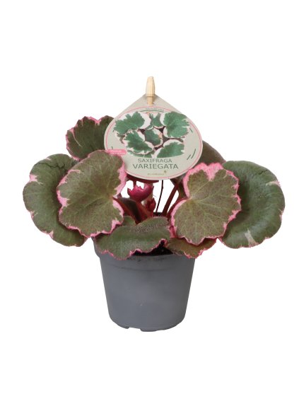 Saxifraga 'Variegata' V10cm