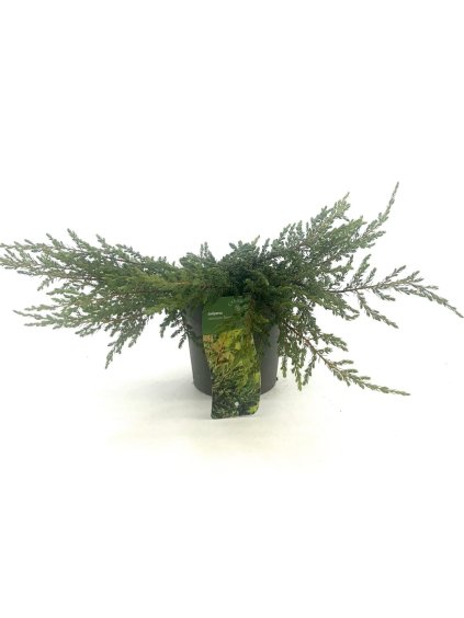 Juniperus communis 'Repanda' V35cm