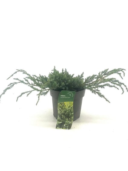 Juniperus squamata 'Blue Carpet' V40cm