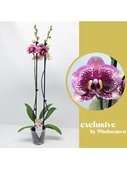 Phalaenopsis Elegant Dream Diamond V70cm