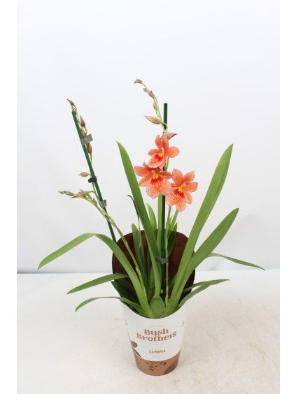 Cambria 'Nelly Isler' V55cm