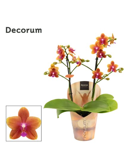 Phalaenopsis perfíum Bolgheri V40cm
