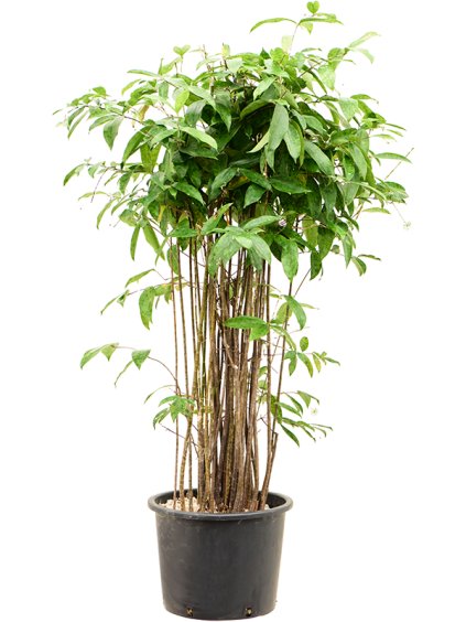 Dracaena surculosa V140cm