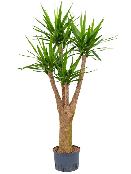 Yucca elephantipes R28cm V165cm