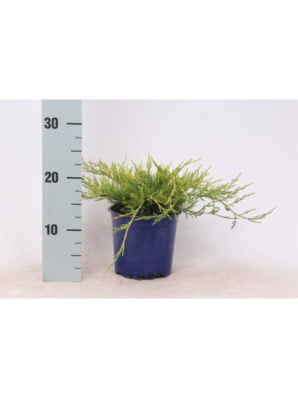Juniperus x pfitzeriana 'Gold Coast' V25cm