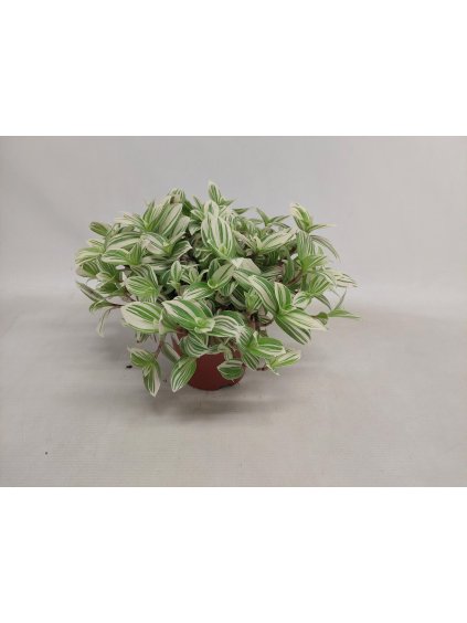 Tradescantia 'Brightness' V25cm