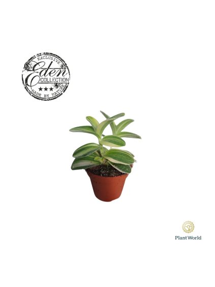 Tradescantia silamontana V10cm